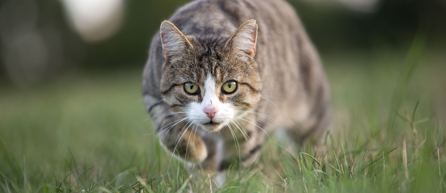 Il Gatto Mi Scambia Per Una Preda Perch Zylkene